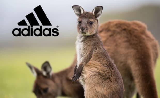 adidas ends use of kangaroo leather 