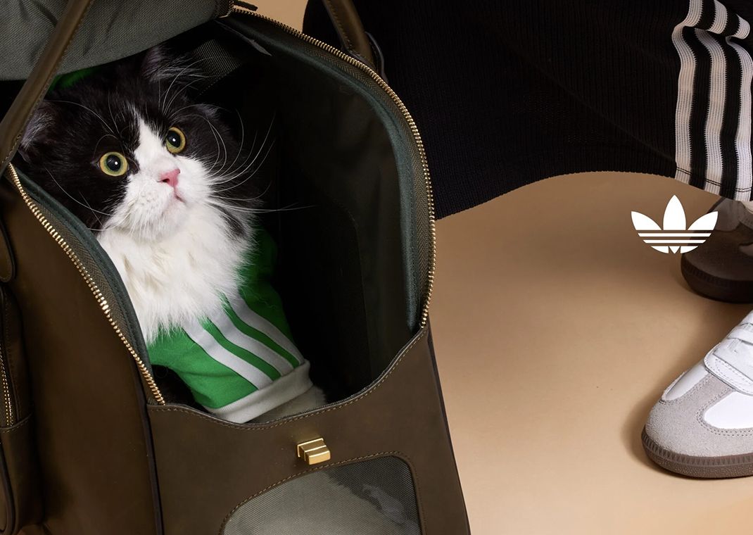 adidas cat clothes