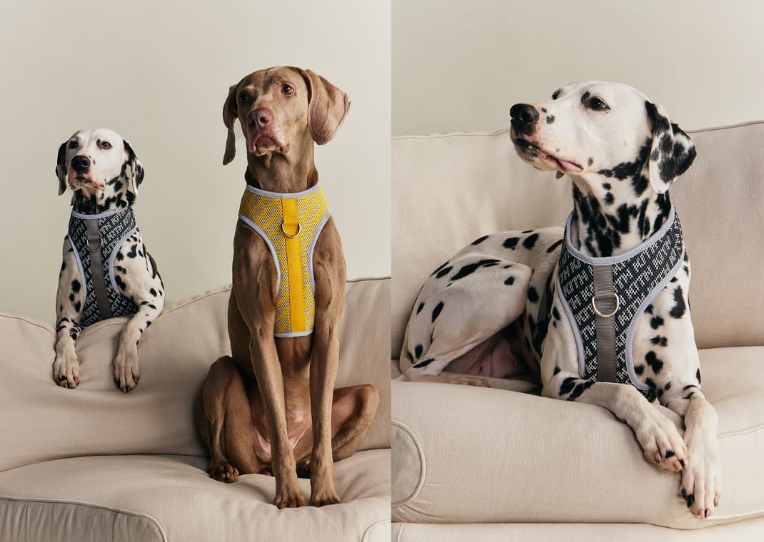 Fieg for Fido: Kith and wagwear are Dropping a Collection of Gear
