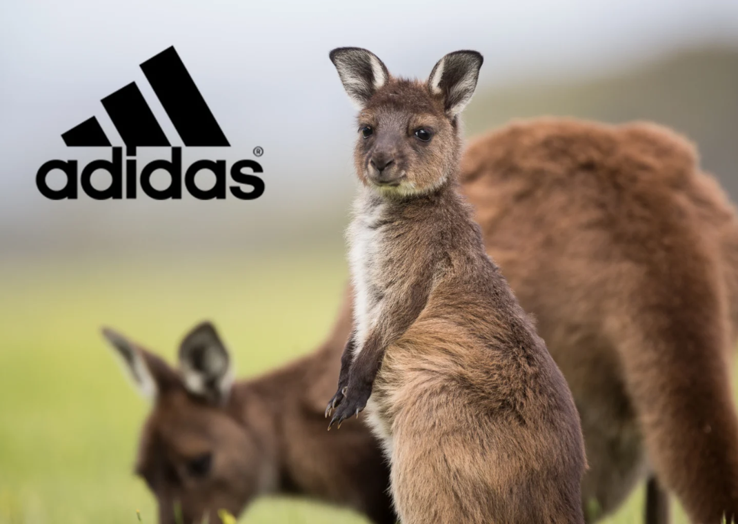 adidas ends use of kangaroo leather 